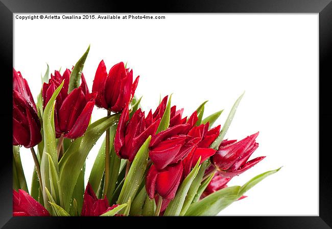 Red tulips bouquet sprinkled with water  Framed Print by Arletta Cwalina