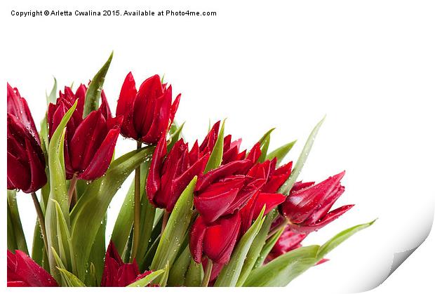 Red tulips bouquet sprinkled with water  Print by Arletta Cwalina