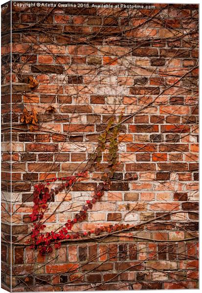 ivy hedge creeper on wall Canvas Print by Arletta Cwalina