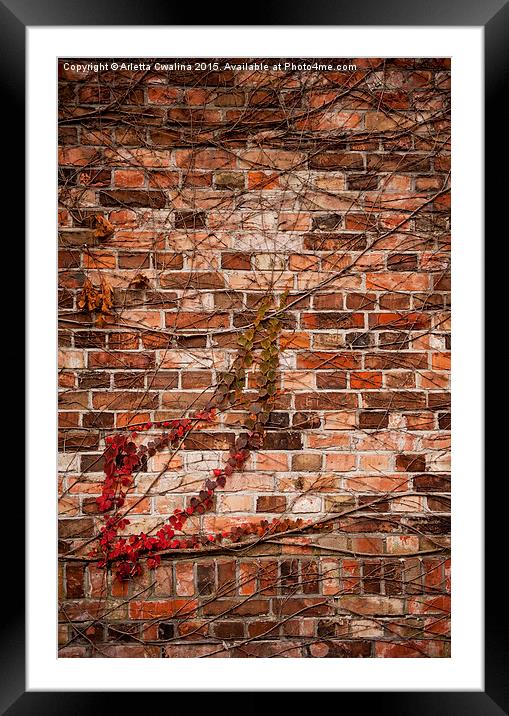 ivy hedge creeper on wall Framed Mounted Print by Arletta Cwalina