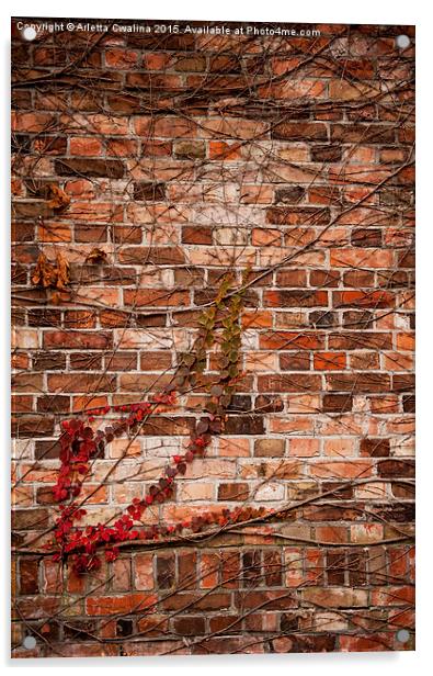 ivy hedge creeper on wall Acrylic by Arletta Cwalina