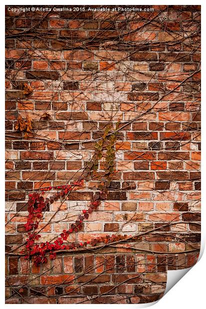 ivy hedge creeper on wall Print by Arletta Cwalina