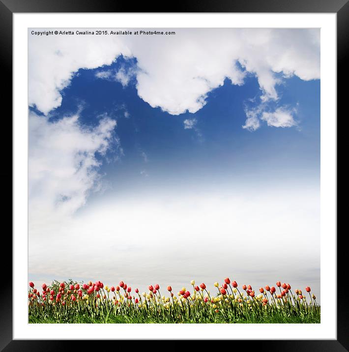 Red and yellow tulips and cloudscape  Framed Mounted Print by Arletta Cwalina