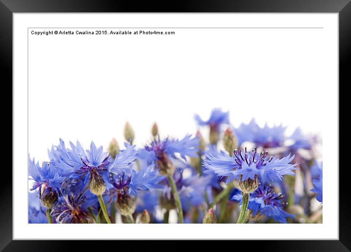 blue cornflower flowerheads isolated Framed Mounted Print by Arletta Cwalina