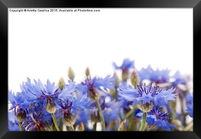 blue cornflower flowerheads isolated Framed Print by Arletta Cwalina