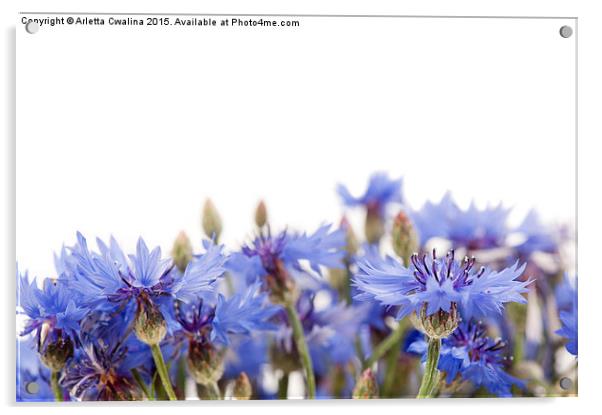 blue cornflower flowerheads isolated Acrylic by Arletta Cwalina