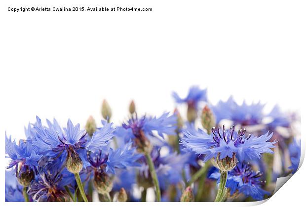 blue cornflower flowerheads isolated Print by Arletta Cwalina