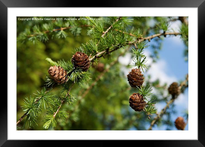 Larix polonica or Larch small cones on twig  Framed Mounted Print by Arletta Cwalina