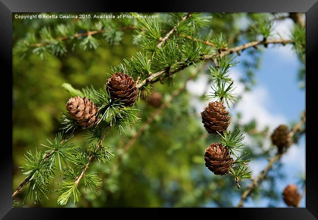 Larix polonica or Larch small cones on twig  Framed Print by Arletta Cwalina
