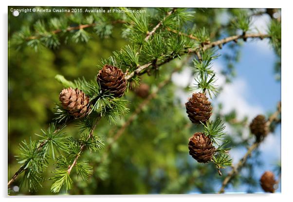 Larix polonica or Larch small cones on twig  Acrylic by Arletta Cwalina