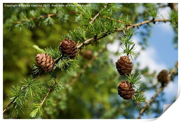 Larix polonica or Larch small cones on twig  Print by Arletta Cwalina