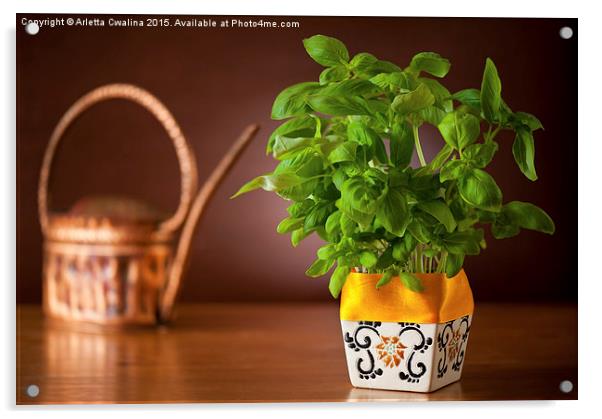 Ocimum basil plant in flowerpot Acrylic by Arletta Cwalina