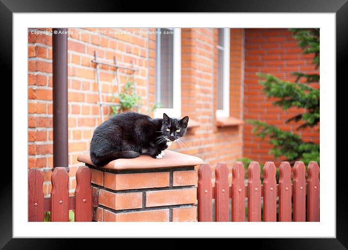 One lonely stray black cat sitting on fence  Framed Mounted Print by Arletta Cwalina