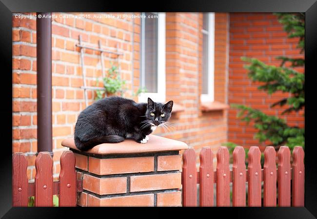 One lonely stray black cat sitting on fence  Framed Print by Arletta Cwalina