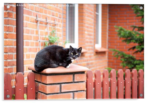 One lonely stray black cat sitting on fence  Acrylic by Arletta Cwalina