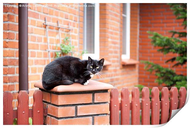 One lonely stray black cat sitting on fence  Print by Arletta Cwalina