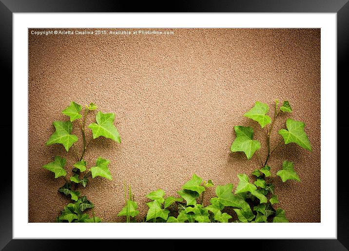 leaves of hedera helix ivy and wall  Framed Mounted Print by Arletta Cwalina