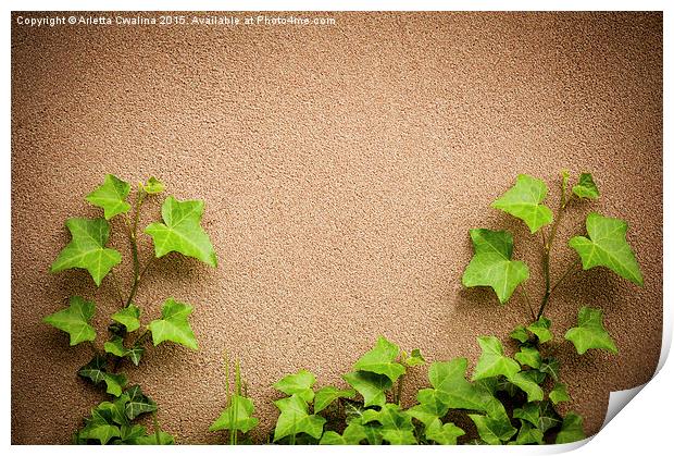 leaves of hedera helix ivy and wall  Print by Arletta Cwalina