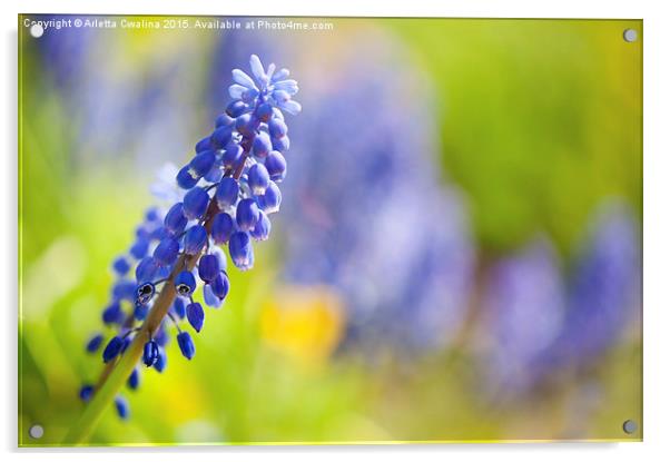One blue Muscari Mill flower stem close-up  Acrylic by Arletta Cwalina