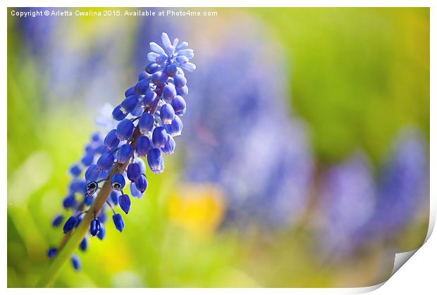 One blue Muscari Mill flower stem close-up  Print by Arletta Cwalina