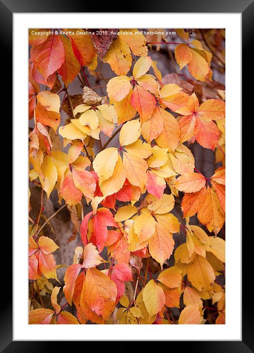 vine yellow red leaves Framed Mounted Print by Arletta Cwalina
