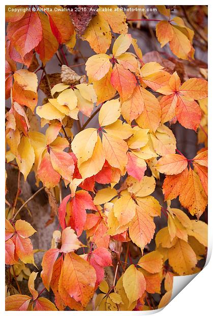 vine yellow red leaves Print by Arletta Cwalina
