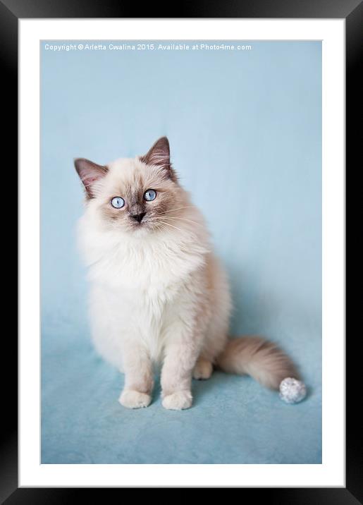  Admirable blue eyes kitty Framed Mounted Print by Arletta Cwalina