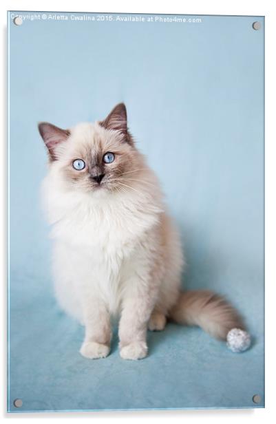  Admirable blue eyes kitty Acrylic by Arletta Cwalina