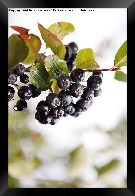 Chokeberries or aronia fruits Framed Print by Arletta Cwalina