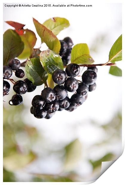 Chokeberries or aronia fruits Print by Arletta Cwalina