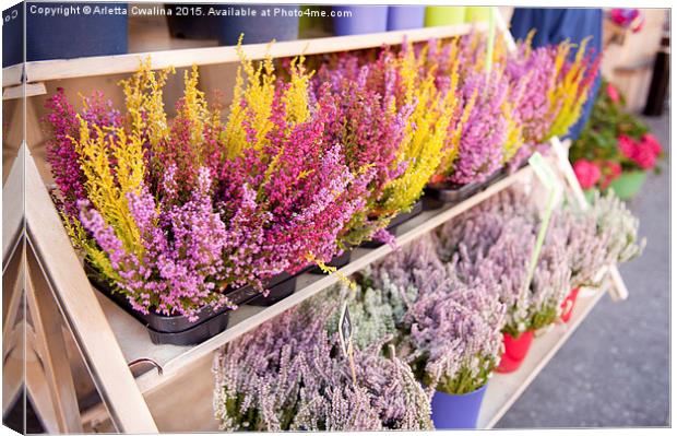 Shop shelves with blooming heather flowers  Canvas Print by Arletta Cwalina