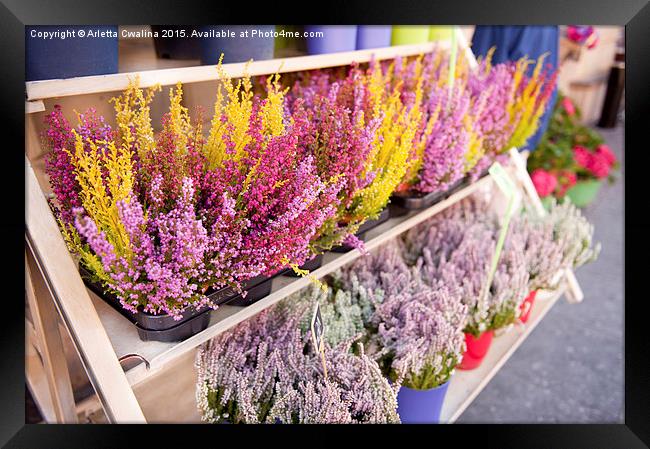 Shop shelves with blooming heather flowers  Framed Print by Arletta Cwalina