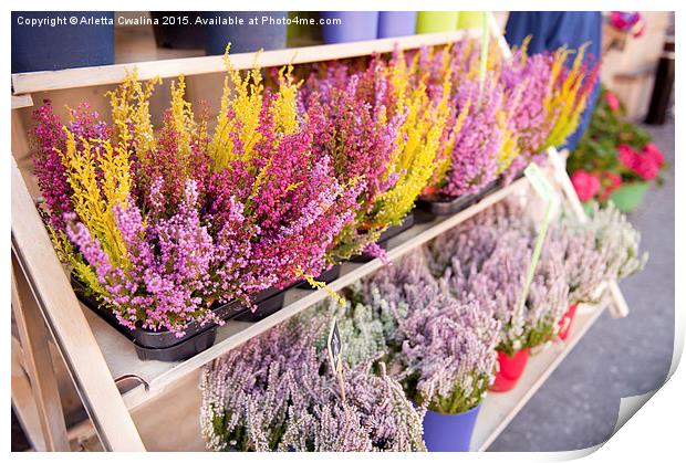 Shop shelves with blooming heather flowers  Print by Arletta Cwalina