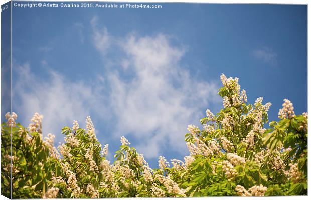 Blossoming Aesculus tree on blue sky  Canvas Print by Arletta Cwalina