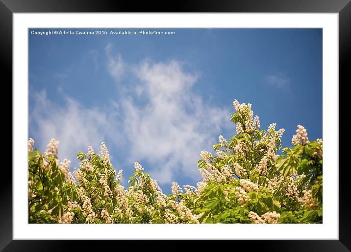 Blossoming Aesculus tree on blue sky  Framed Mounted Print by Arletta Cwalina