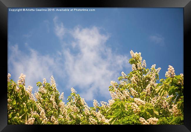 Blossoming Aesculus tree on blue sky  Framed Print by Arletta Cwalina