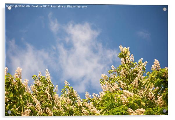 Blossoming Aesculus tree on blue sky  Acrylic by Arletta Cwalina