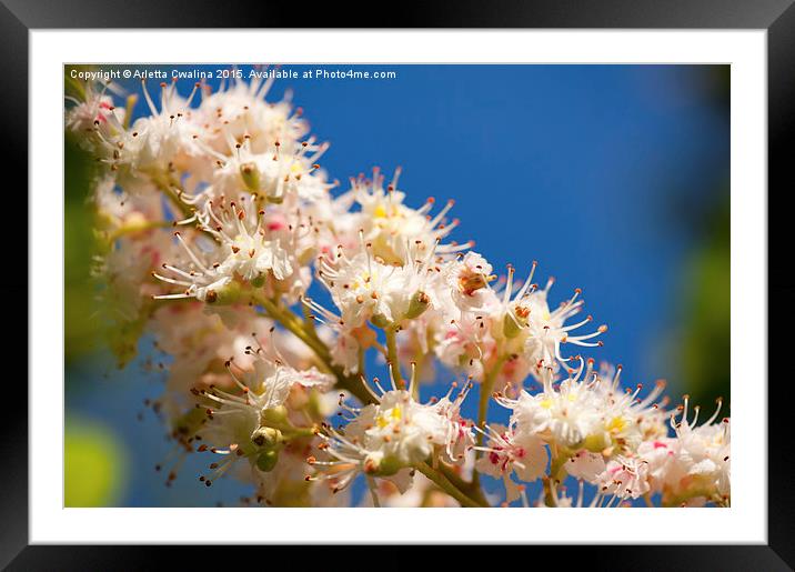 Macro of blooming Aesculus on blue sky  Framed Mounted Print by Arletta Cwalina