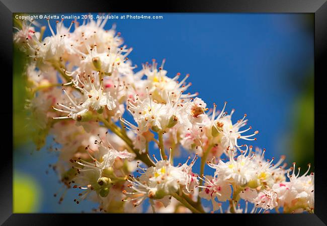 Macro of blooming Aesculus on blue sky  Framed Print by Arletta Cwalina