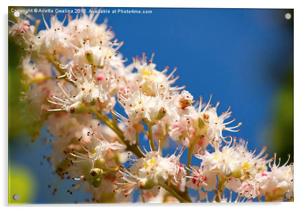 Macro of blooming Aesculus on blue sky  Acrylic by Arletta Cwalina