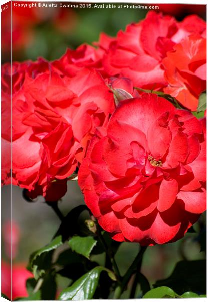 Flowerheads of red roses zoom  Canvas Print by Arletta Cwalina