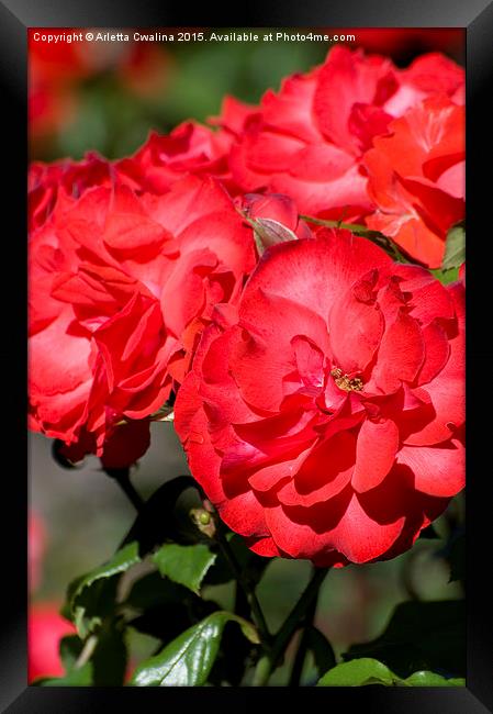 Flowerheads of red roses zoom  Framed Print by Arletta Cwalina