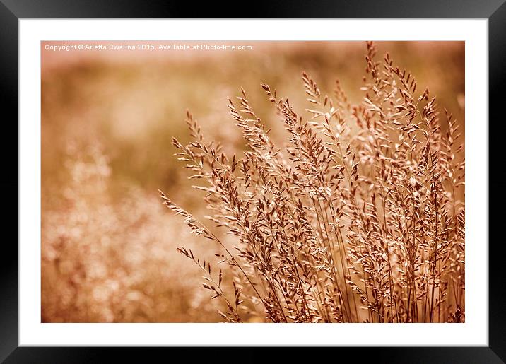 Clump of grass inflorescence with pollen  Framed Mounted Print by Arletta Cwalina