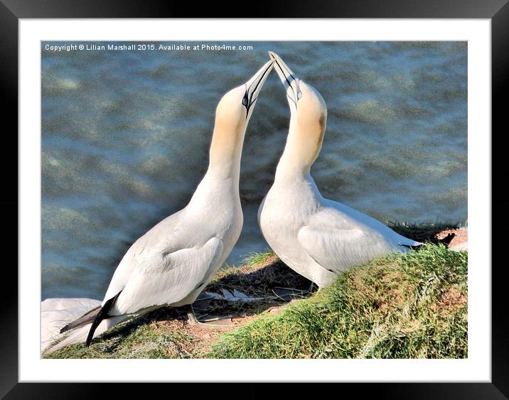  Gannets on Bempton Cliffs. Framed Mounted Print by Lilian Marshall