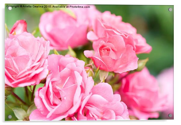 Beautiful pink roses bunch  Acrylic by Arletta Cwalina