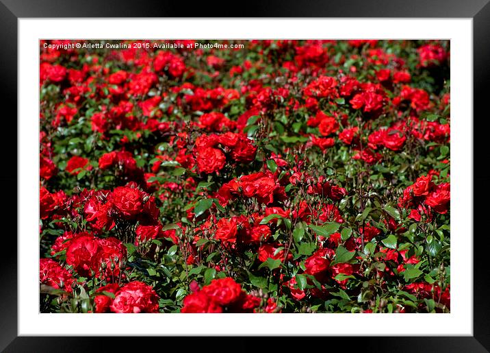 Red roses bunches grow in park  Framed Mounted Print by Arletta Cwalina