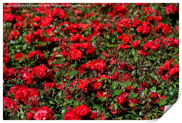 Red roses bunches grow in park  Print by Arletta Cwalina