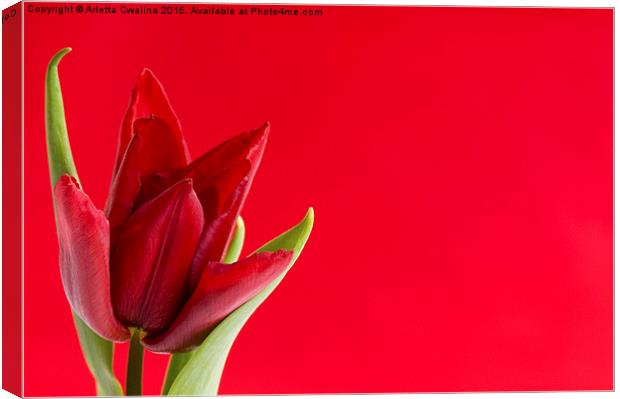 Blooming one single red tulip with leaves on red  Canvas Print by Arletta Cwalina