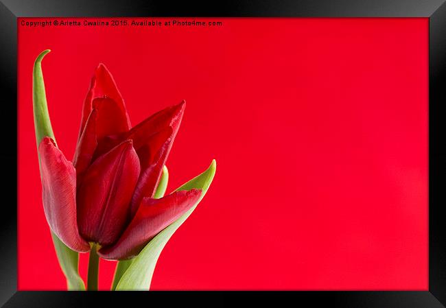 Blooming one single red tulip with leaves on red  Framed Print by Arletta Cwalina