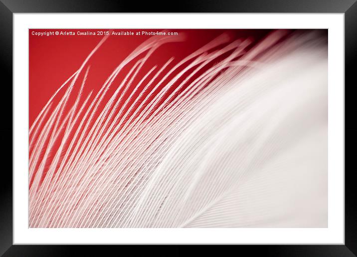 Extreme closeup of white feather on red  Framed Mounted Print by Arletta Cwalina